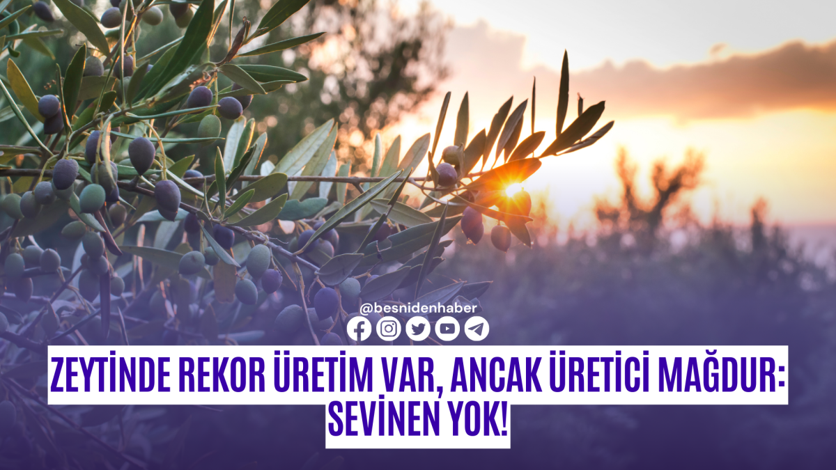 Zeytinde Rekor &Uuml;retim Var, Ancak &Uuml;retici Mağdur: Sevinen Yok!